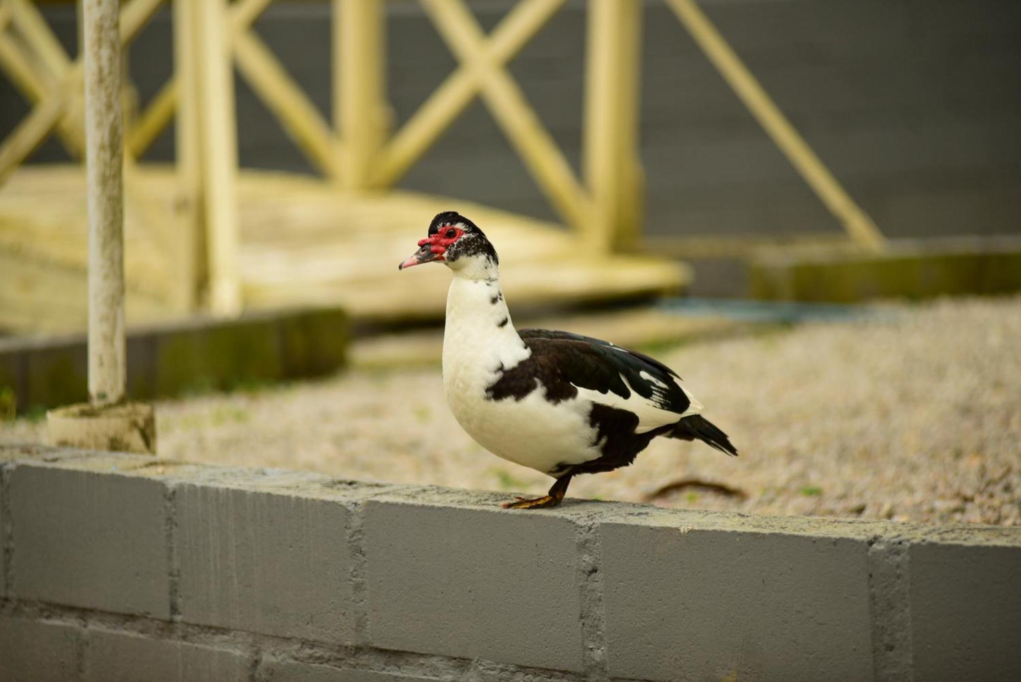 Pousada Chacara Rio Jordao Florianópolis Екстериор снимка